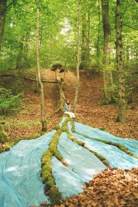 Landart, bemooster Baumstamm, blaue Plastikfolie (wurde nach der Aktion entfernt!), 2005